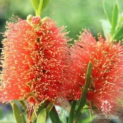 Callistemon Tangerine Dream -Green Plant Corner apo callistemon tangerine dream flowers