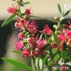 Callistemon Taree Pink 11 Callistemon Taree Pink -Green Plant Corner apo callistemon taree pink close