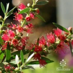Callistemon Taree Pink 15 Callistemon Taree Pink -Green Plant Corner apo callistemon taree pink close2