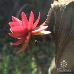 Crassula Campfire - Succulent 19 Crassula Campfire - Succulent -Green Plant Corner apo campfire in boot