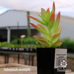 Crassula Campfire - Succulent 18 Crassula Campfire - Succulent -Green Plant Corner apo campfire tubestock side