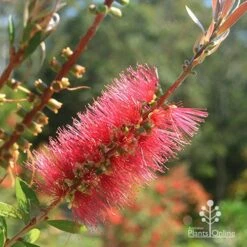 Callistemon Candy Burst 29 Callistemon Candy Burst -Green Plant Corner apo candy burst callistemon flower perfect