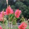 Callistemon Candy Burst -Green Plant Corner apo candy burst callsitemon bush flowering