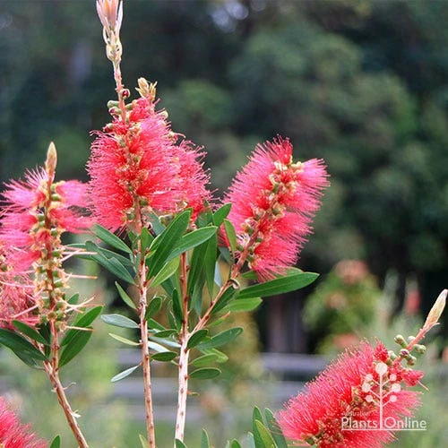 Callistemon Candy Burst 3 Callistemon Candy Burst