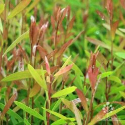 Callistemon Candy Burst 40 Callistemon Candy Burst -Green Plant Corner apo candy burst leaf colour