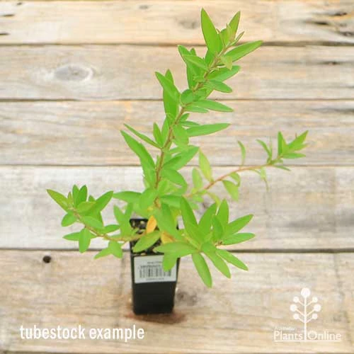 Grevillea Canterbury Gold 4 Grevillea Canterbury Gold - Image 2