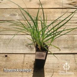 Carex Blue Cascade -Green Plant Corner apo carex blue tubestock top