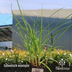 Carex Blue Cascade -Green Plant Corner apo carex blue tubestock 1