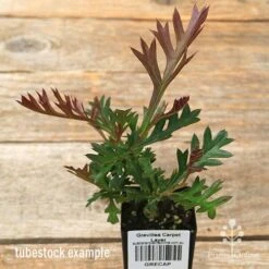 Grevillea Carpet Layer -Green Plant Corner apo carpet layer grevillea tubestock