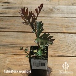 Grevillea Carpet Layer -Green Plant Corner apo carpet layer tubestock