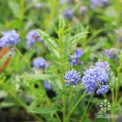 Ceanothus Blue Pacific - Californian Lilac -Green Plant Corner apo ceanothus blue pacific