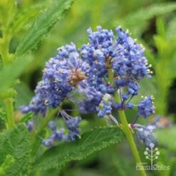 Ceanothus Blue Pacific - Californian Lilac -Green Plant Corner apo ceanothus blue pacific close