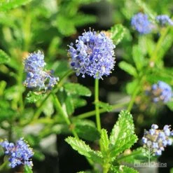 Ceanothus Blue Pacific - Californian Lilac -Green Plant Corner apo ceanothus blue pacific flowers