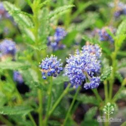 Ceanothus Blue Pacific - Californian Lilac -Green Plant Corner apo ceanothus flowers close
