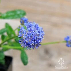 Ceanothus Blue Pacific - Californian Lilac -Green Plant Corner apo ceanothus flowers close2