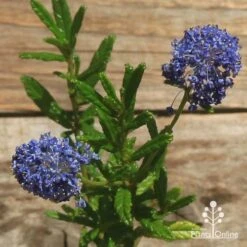Ceanothus Blue Pacific - Californian Lilac -Green Plant Corner apo ceanothus flowers closeup