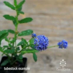 Ceanothus Blue Pacific - Californian Lilac -Green Plant Corner apo ceanothus tubestock in flower2