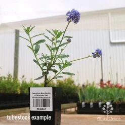 Ceanothus Blue Pacific - Californian Lilac -Green Plant Corner apo ceanothus tubestock side