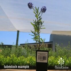 Ceanothus Blue Pacific - Californian Lilac -Green Plant Corner apo ceanothus tubestock tall2