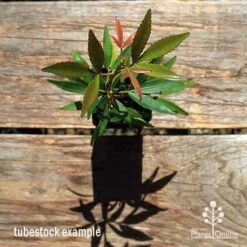 Ceratopetalum Shiraz - Christmas Bush 17 Ceratopetalum Shiraz - Christmas Bush -Green Plant Corner apo ceratopetalum tubestock top