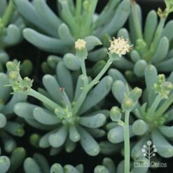 Senecio Chalk Sticks - Succulent -Green Plant Corner apo chalk sticks dwarf flower