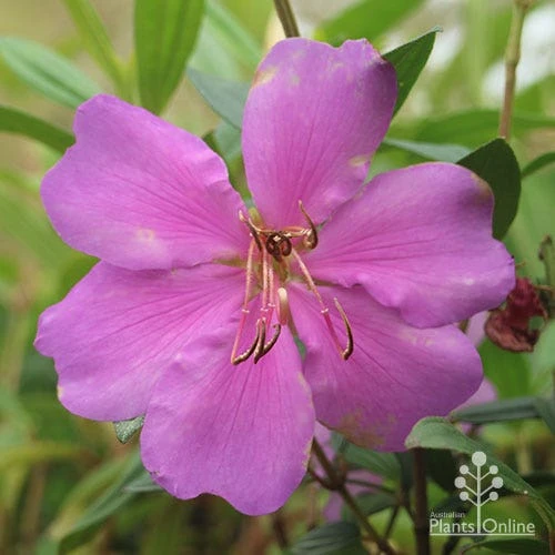 Tibouchina Chameleon 10 Tibouchina Chameleon - Image 8