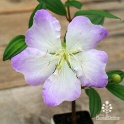 Tibouchina Chameleon 17 Tibouchina Chameleon -Green Plant Corner apo chameleon flower open
