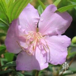 Tibouchina Chameleon 25 Tibouchina Chameleon -Green Plant Corner apo chameleon pink