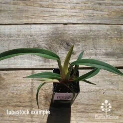 Dianella Cherry Red -Green Plant Corner apo cherry red tubestock top