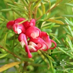 Grevillea Cherry Ripe 15 Grevillea Cherry Ripe -Green Plant Corner apo cherry ripe flower