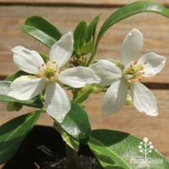 Choisya - Mexican Orange Blossom -Green Plant Corner apo choisya flowers up close