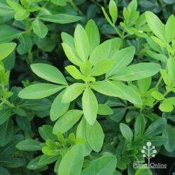Choisya - Mexican Orange Blossom -Green Plant Corner apo choisya foliage