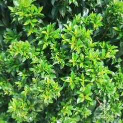 Syzygium Bush Christmas - Lilly Pilly -Green Plant Corner apo christmas bush syzygium foliage