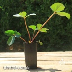 Hellebore Cinnamon Snow - Winter Rose -Green Plant Corner apo cinnamon snow hellebore tubestock 1