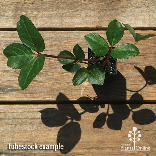 Hellebore Cinnamon Snow - Winter Rose 4 Hellebore Cinnamon Snow - Winter Rose - Image 2