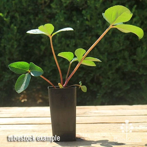 Hellebore Cinnamon Snow - Winter Rose 7 Hellebore Cinnamon Snow - Winter Rose - Image 5