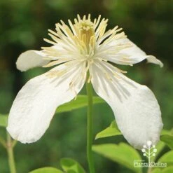 Clematis Montana Alba -Green Plant Corner apo clematis alba flower closeup
