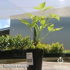 Clematis Montana Alba -Green Plant Corner apo clematis white tubestock