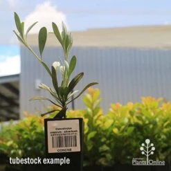 Convolvulus Cneorum - Silverbush 17 Convolvulus Cneorum - Silverbush -Green Plant Corner apo cneorum tubestock