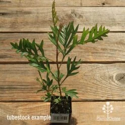 Grevillea Coconut Ice -Green Plant Corner apo coconut ice tubestock