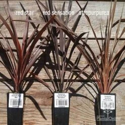 Cordyline Australis Red Sensation -Green Plant Corner apo cordyline australis comparison 2 1