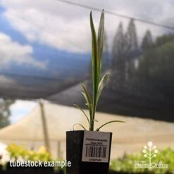 Cordyline Australis Choc Mint -Green Plant Corner apo cordyline choc mint tubestock