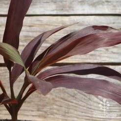 Cordyline Fruticosa Negra -Green Plant Corner apo cordyline negra leaf colour