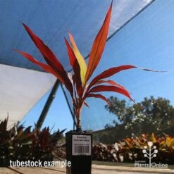 Cordyline Fruticosa Negra -Green Plant Corner apo cordyline negra tubestock blue sky
