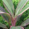 Cordyline Fruticosa Pink Diamond -Green Plant Corner apo cordyline pink diamond leaf stripes