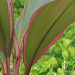 Cordyline Fruticosa Pink Diamond -Green Plant Corner apo cordyline pink diamond under leaf