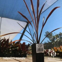 Cordyline Australis Red Sensation -Green Plant Corner apo cordyline red sensation tubestock nursery