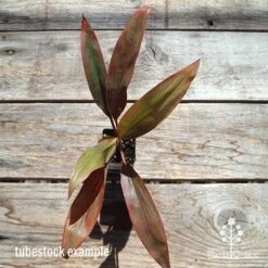 Cordyline Fruticosa Tangelo 29 Cordyline Fruticosa Tangelo -Green Plant Corner apo cordyline tangelo tubestock top