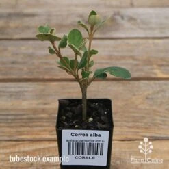 Correa Alba -Green Plant Corner apo correa alba tubestock