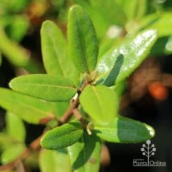 Correa Dinner Bells -Green Plant Corner apo correa dinner bells foliage